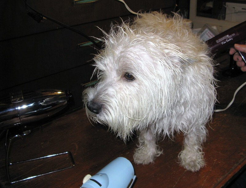 Is It Safe to BlowDry a Dog's Hair? The Dogman