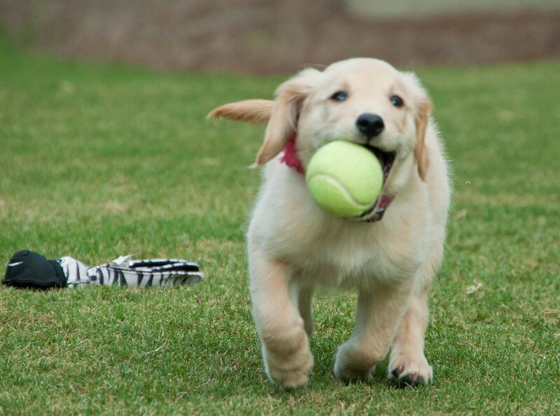 Puppy with ball