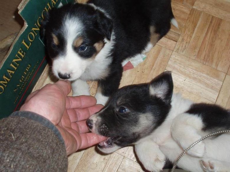 Puppies biting the hand
