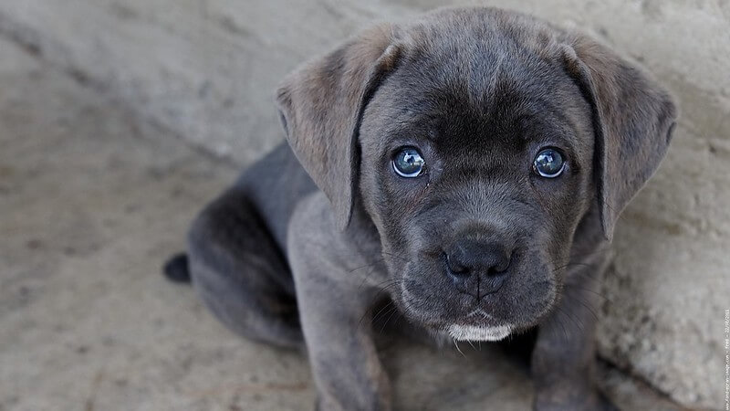 200+ Most Popular Cane Corso Dog Names Of 2020 The Dogman