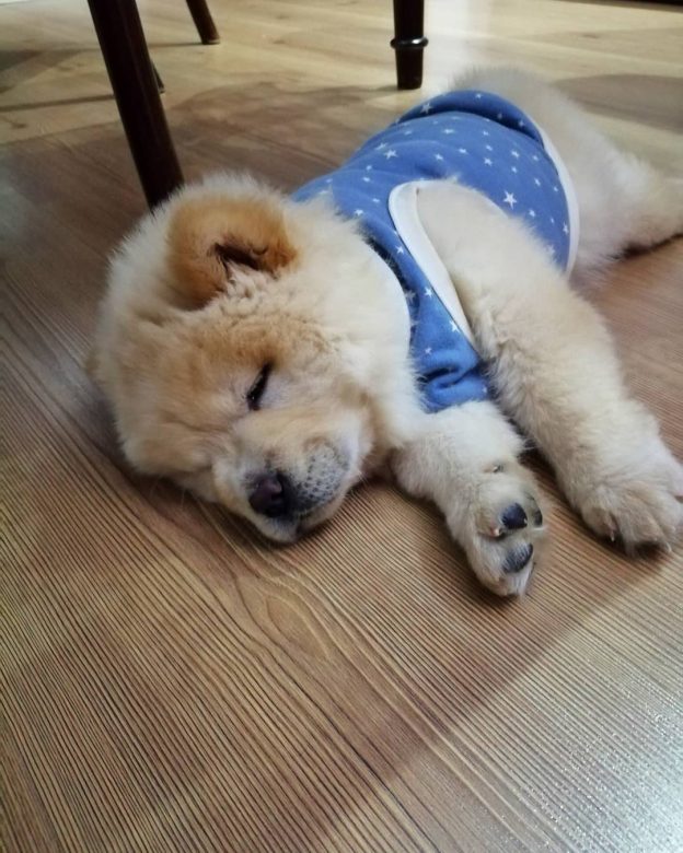 12 Chow Chows' Most Fantastic and Awkward Sleeping Positions The Dogman