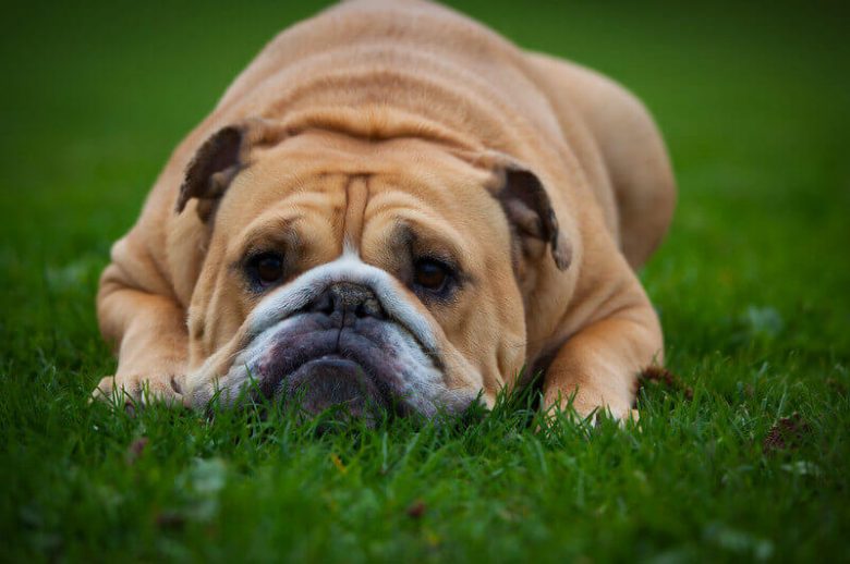 The 250+ Most Popular English Bulldog Names of 2020 The Dogman