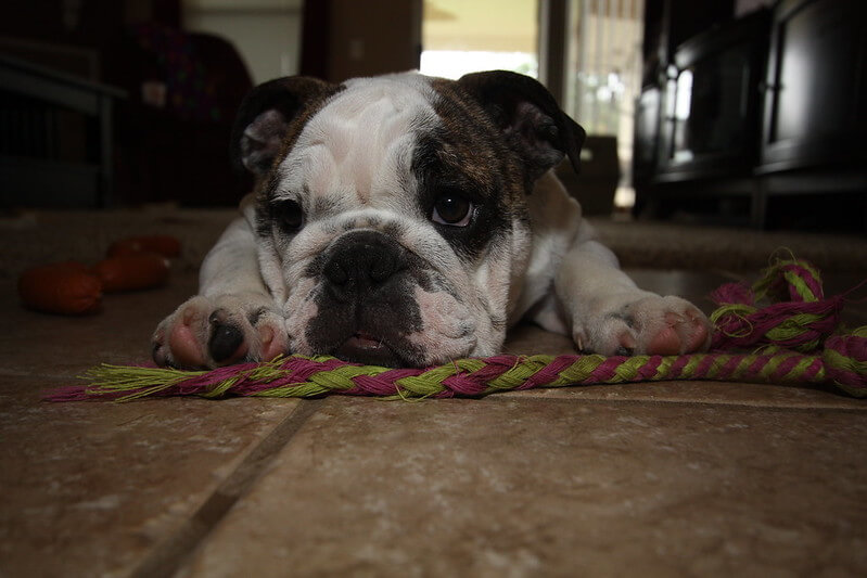 450+ Brilliant Ideas for English Bulldog Names The Dogman