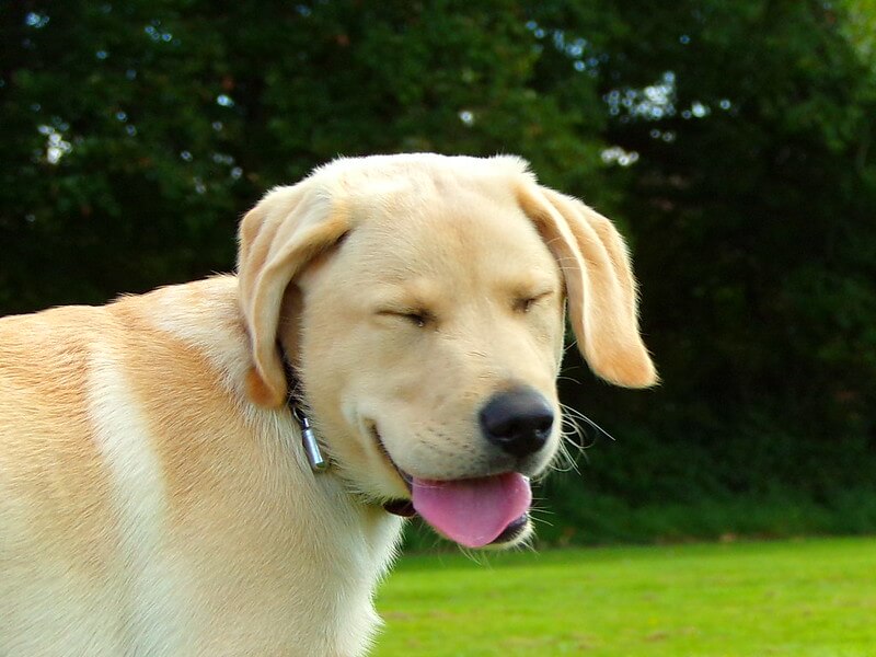 Labrador puppy sneeze