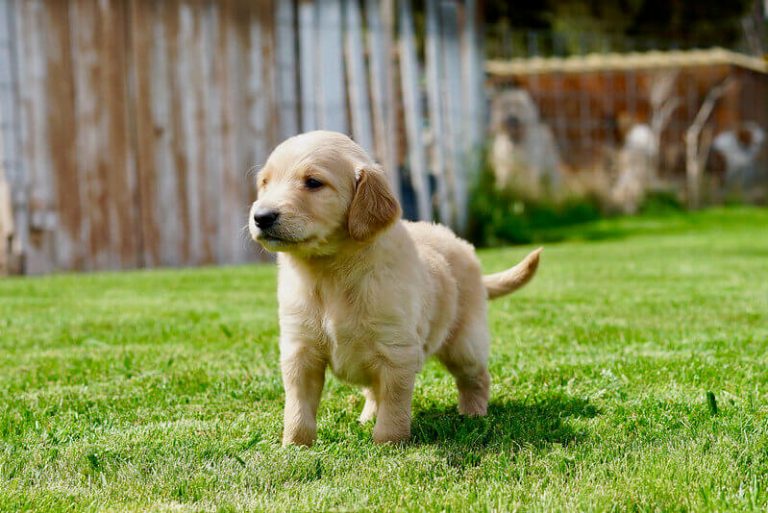 Can I Housebreak a Puppy Without Using a Crate? The Dogman