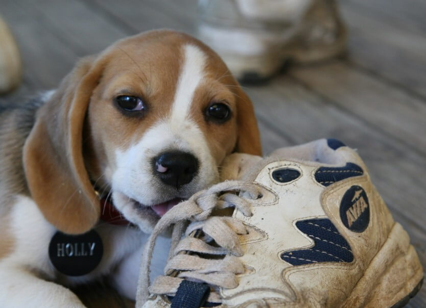 Puppy chewing shoes