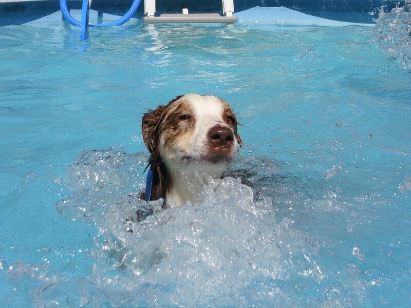Dog swims in pool