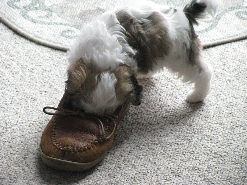Puppy and shoe