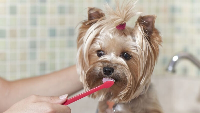 Dog brushing teeth