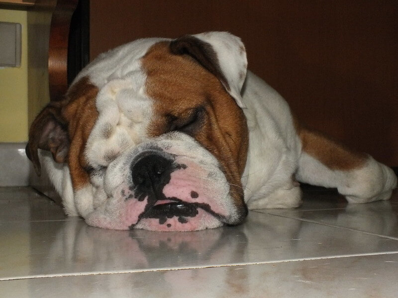 English Bulldog sleeping