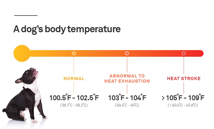 Dog body temperature