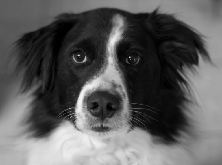 250+ Names That Are Perfect for Black and White Dogs - The Dogman