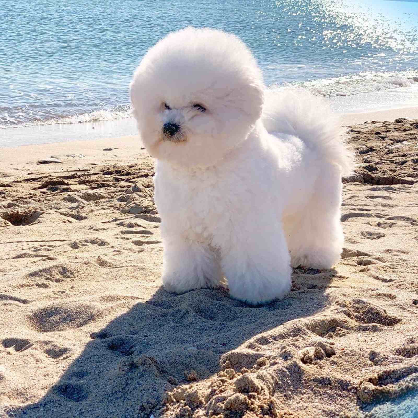 14 Pictures Only Bichon Frise Owners Will Think Are Funny