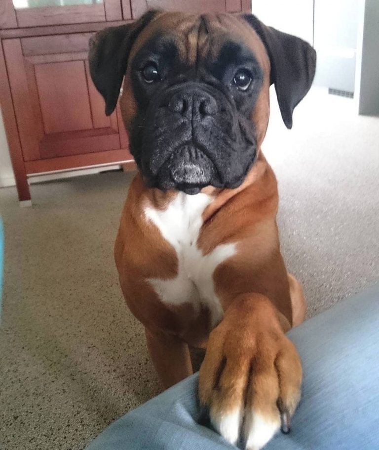 14 Interesting Facts About Boxer Dogs The Dogman