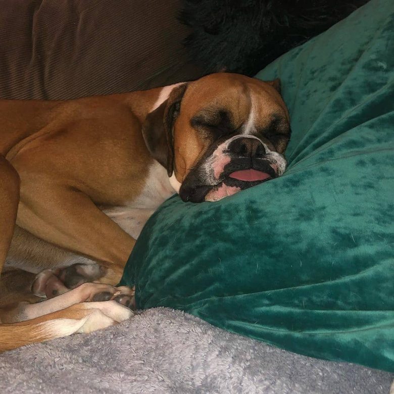 14 Interesting Facts About Boxer Dogs The Dogman