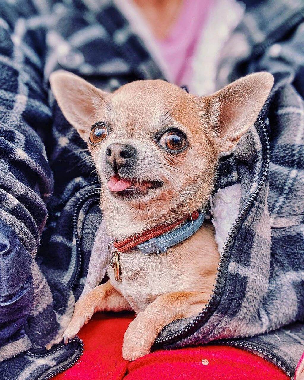 13 Reasons Why Your Chihuahua Is Staring At You Right Now