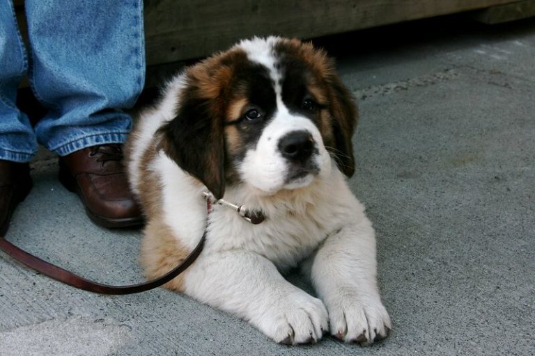 The 220+ Best St. Bernard Dog Names of 2020 The Dogman