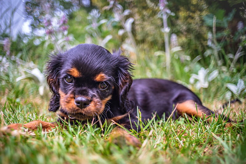 150+ Most Popular Cavalier King Charles Spaniel Names of
