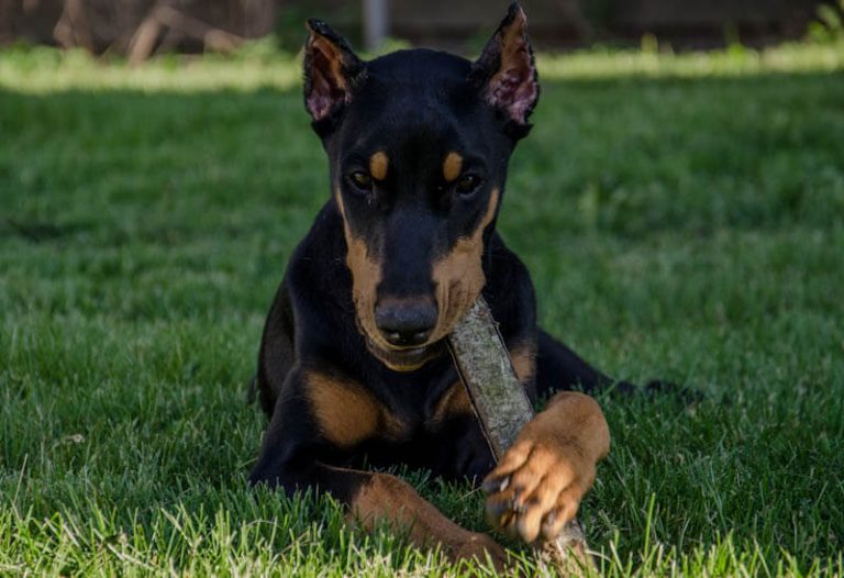 The 250+ Most Popular Doberman Pinscher Names of 2020 The Dogman