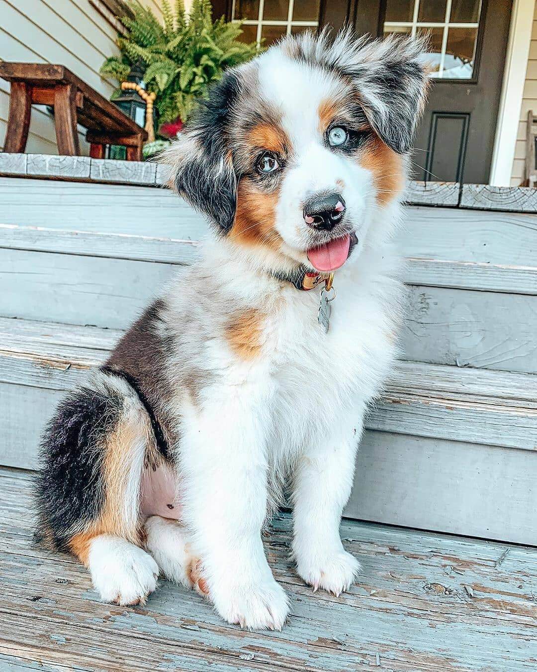 15 Interesting Facts About Australian Shepherds Page 3