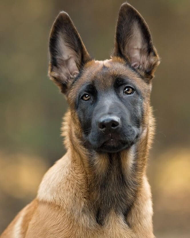 15 Amazing Facts About Belgian Malinois You Probably Never Knew | The