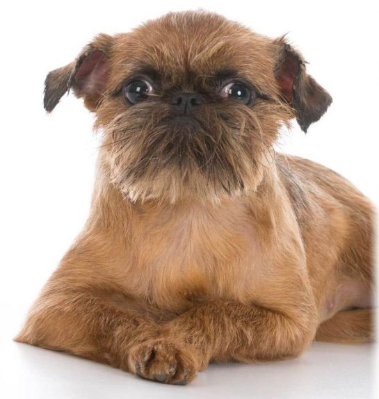 15 Interesting Facts About Brussels Griffons - The Dogman