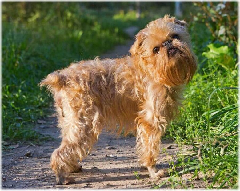 15 Amazing Facts About Brussels Griffons You Probably Never Knew Page