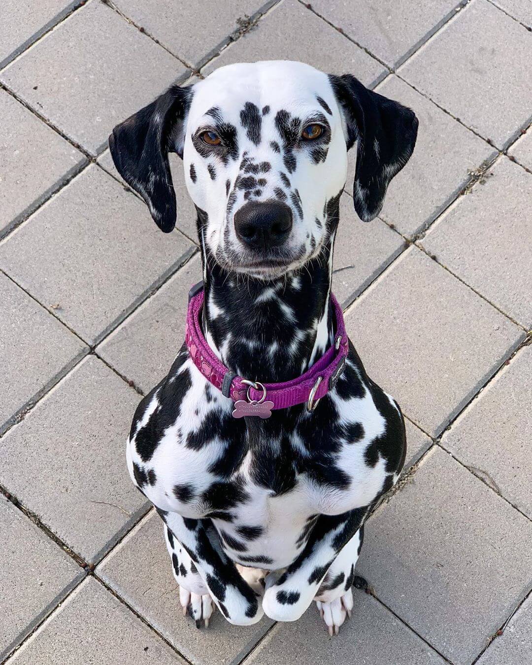 15 Amazing Facts About Dalmatians You Probably Never Knew