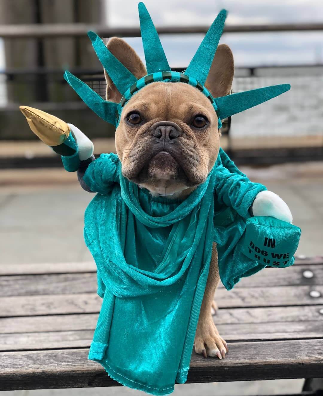 The 15 Best French Bulldog Halloween Costumes of All Time