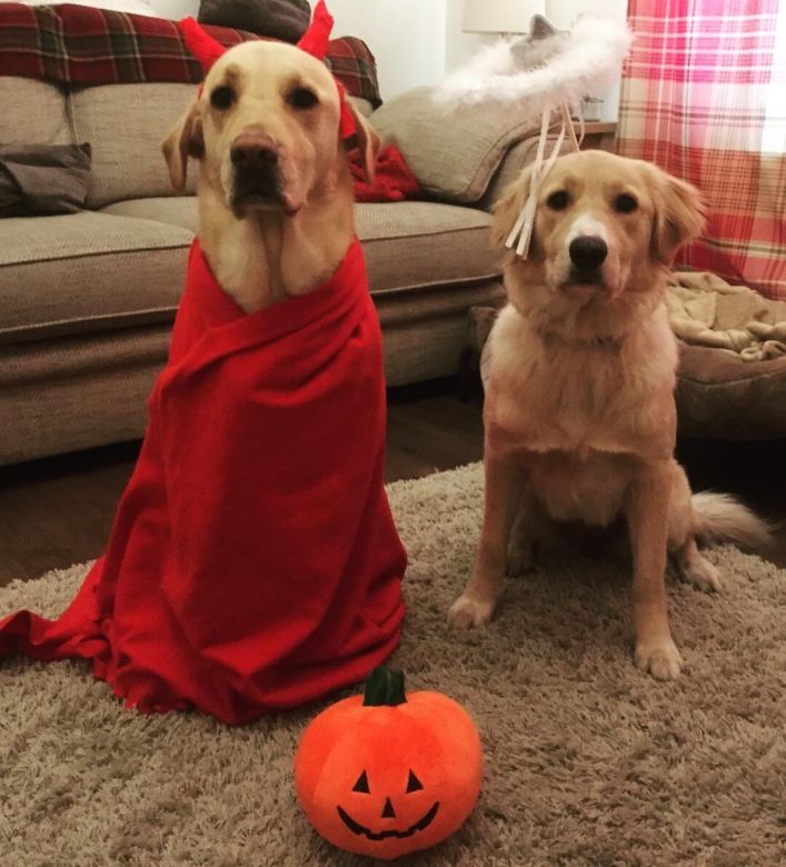 15 Golden Retriever Costumes to Win at Halloween The Dogman