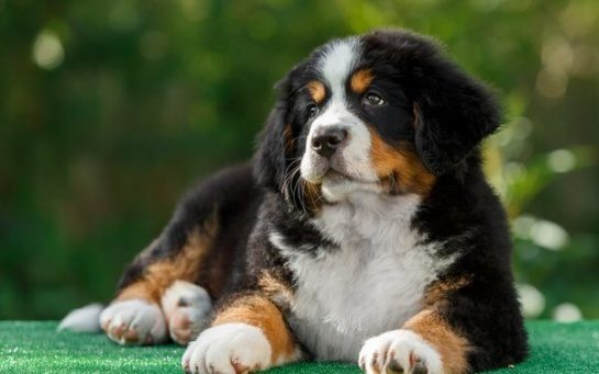 15 Cool Facts About Greater Swiss Mountain Dogs - The Dogman