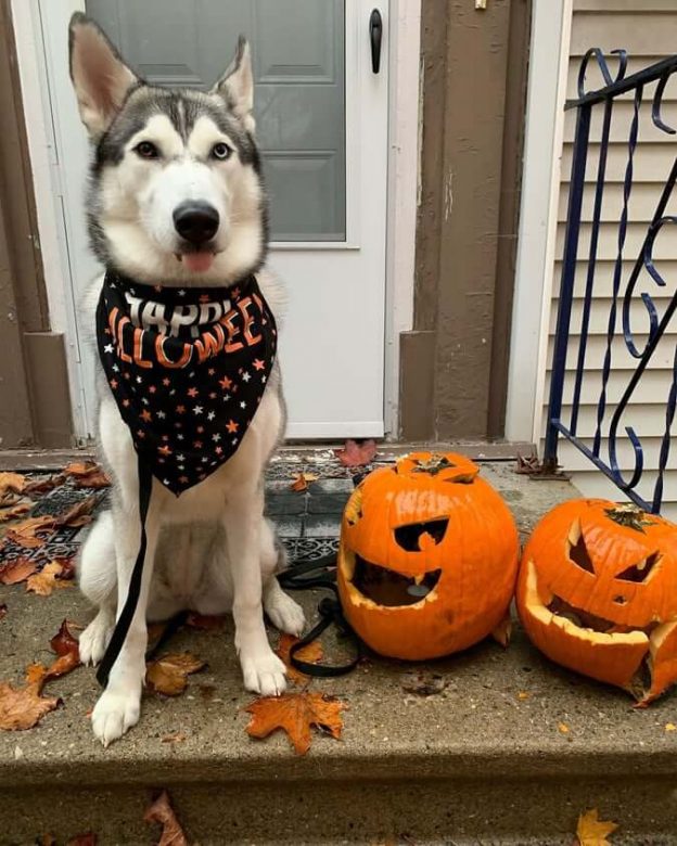 15 Funny Pictures Showing That Siberian Huskies Are Ready For Halloween ...