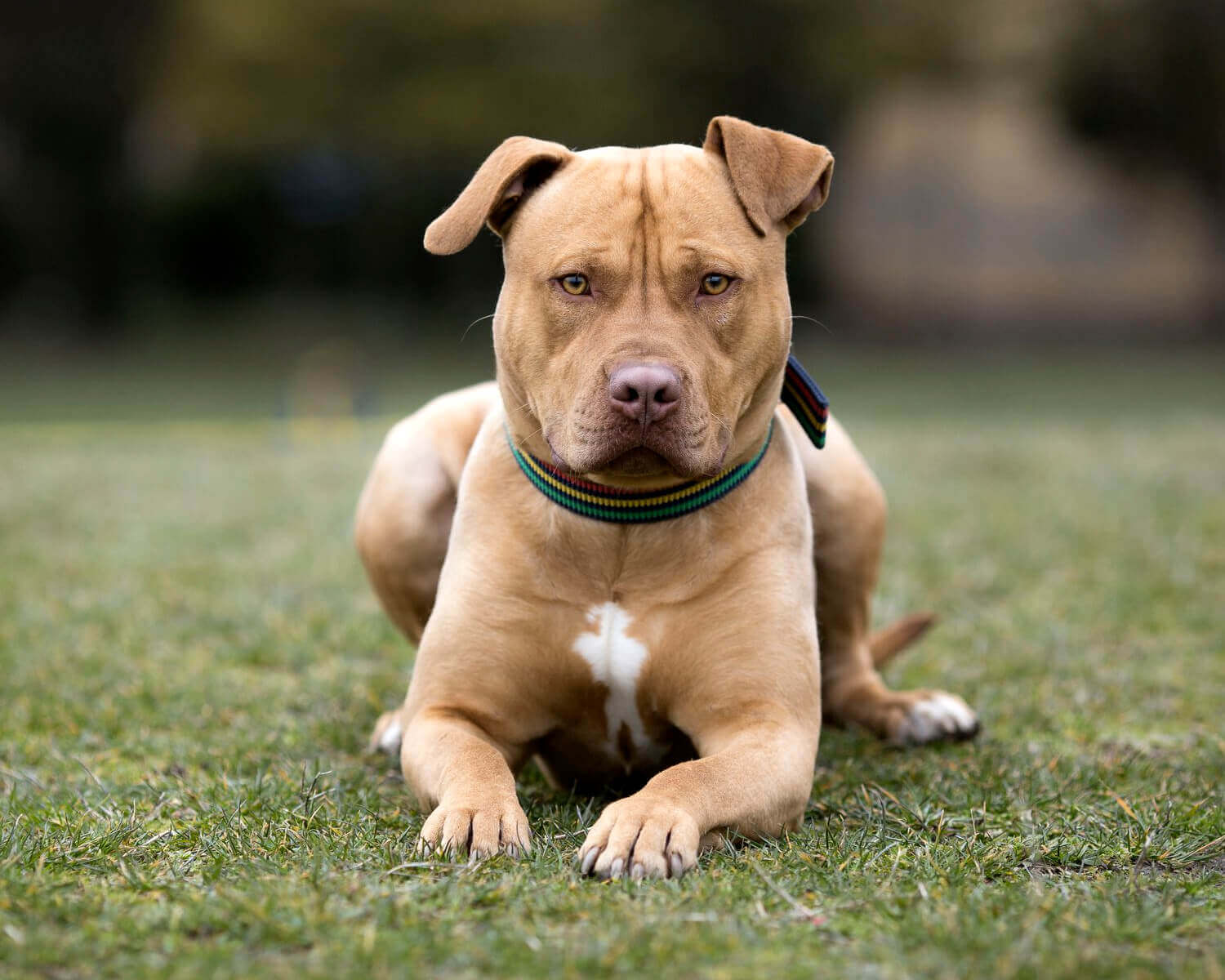 15 Amazing Facts About Staffordshire Bull Terriers You ...