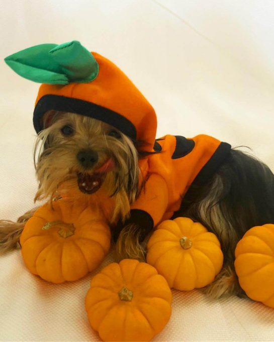 15 Best Halloween Costumes For Your Yorkie 2020 Page 5 of 5 The Dogman