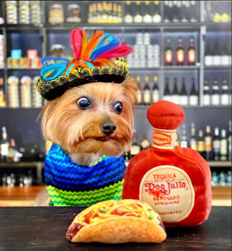 15 Best Halloween Costumes For Your Yorkie 2020 Page 4 of 5 The Dogman