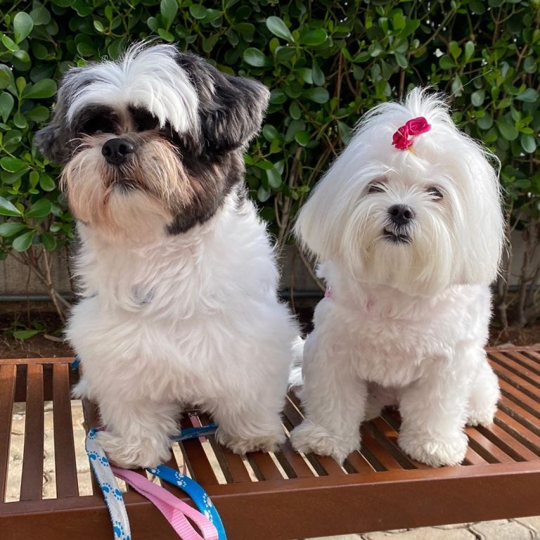 12 Things Maltese Dogs Do That Drive Us Nuts Page 2 of 4 The Dogman