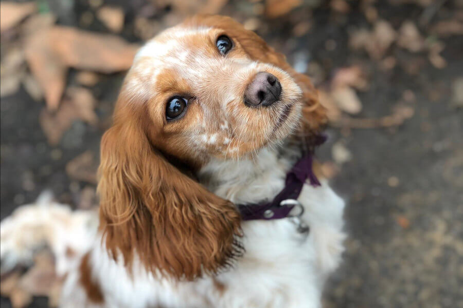 20 Unreal Cocker Spaniel Cross Breeds You Have To See To Believe Page
