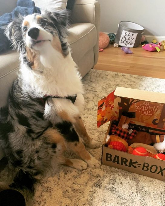 14 Things Australian Shepherd Owners Must Never Page 4 of 5