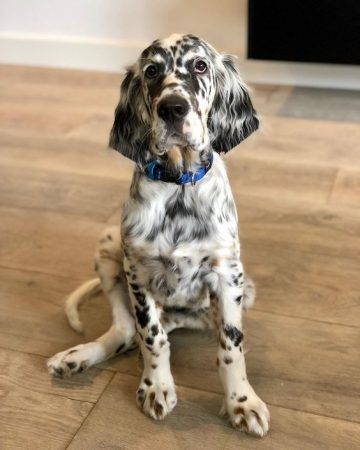15 Amazing Facts About English Setters