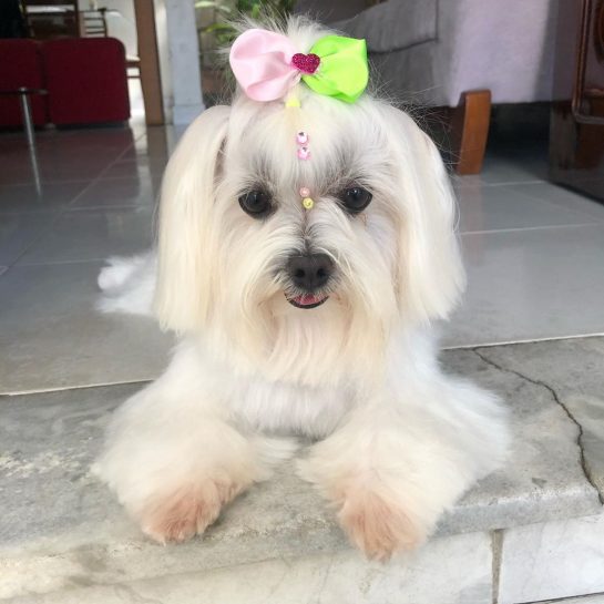 12 Things Maltese Dogs Do That Drive Us Nuts The Dogman