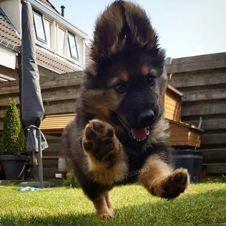 15 Cute German Shepherd Puppies Youll Have To See To Believe The Dogman