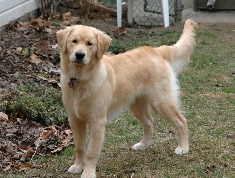 10 Most Popular Dog Breeds in South Africa Page 2 of 4 The Dogman