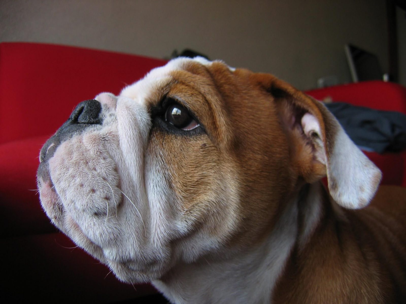 10 Most Popular Dog Breeds in South Africa The Dogman