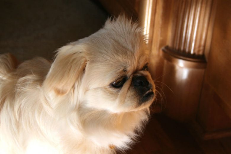 10 Most Popular Dog Breeds in Ukraine Page 3 of 4 The Dogman