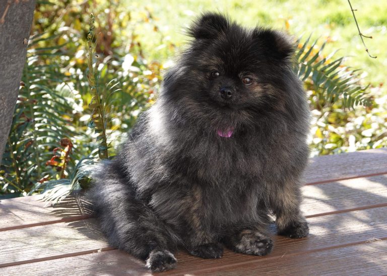 10 Most Popular Dog Breeds in South Africa Page 3 of 4 The Dogman