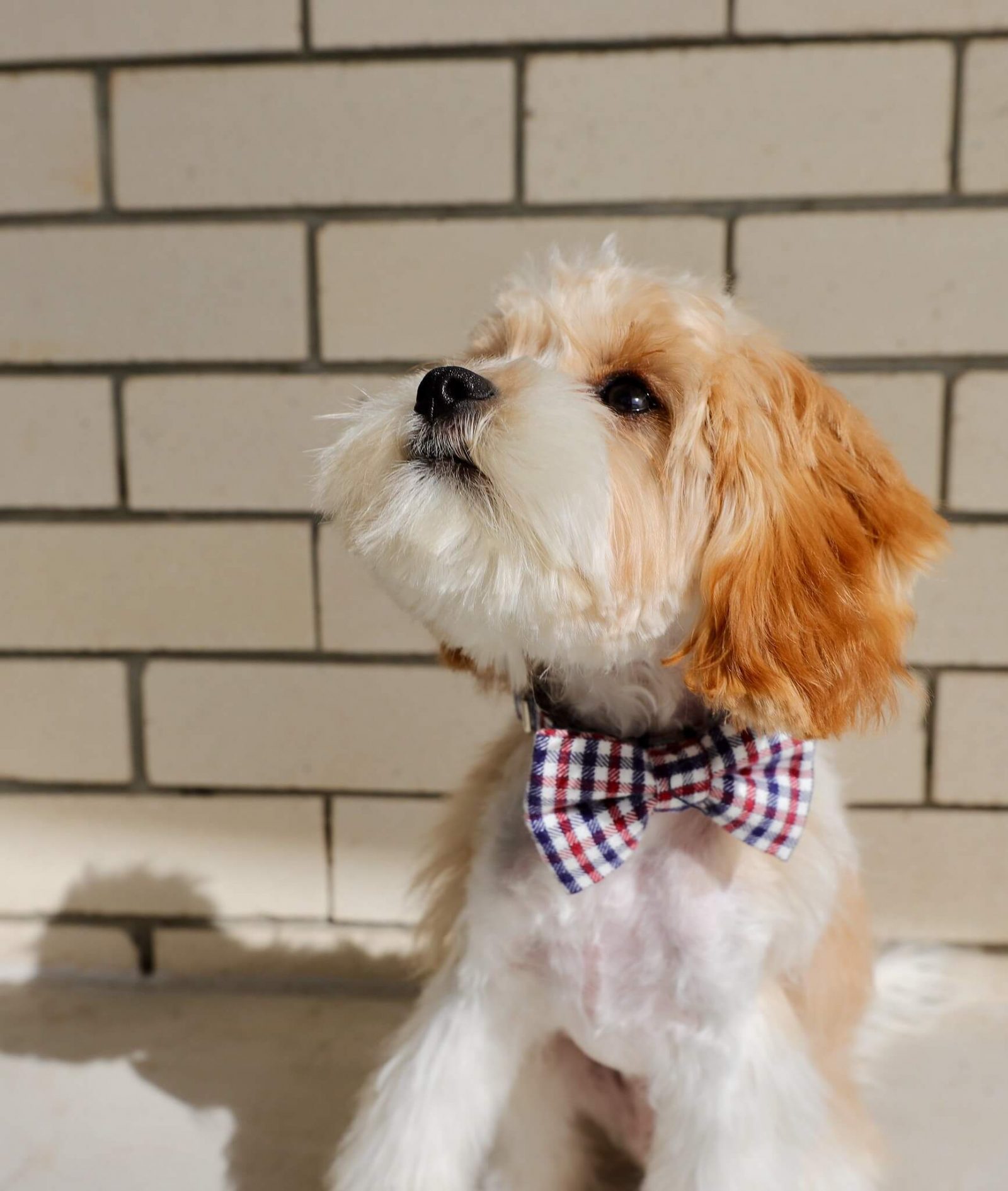 20 Most Popular Dog Breeds in Australia The Dogman