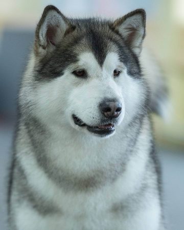 15 Cool Facts About Alaskan Malamute Dogs - The Dogman