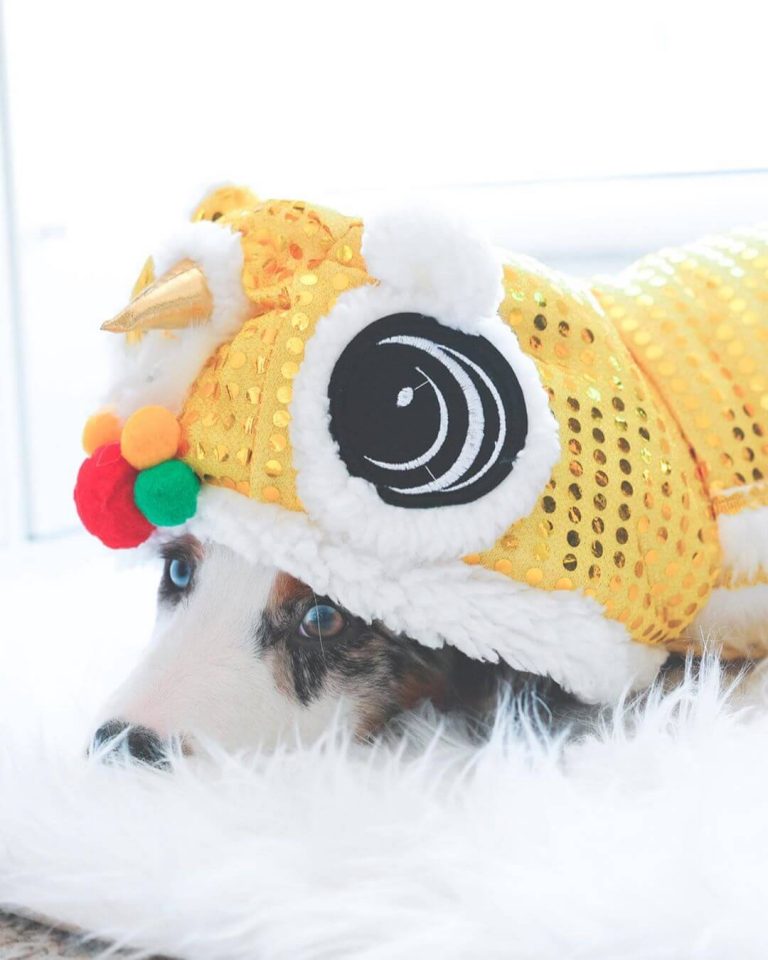 15 Funny Halloween Costumes for Australian Shepherds The Dogman