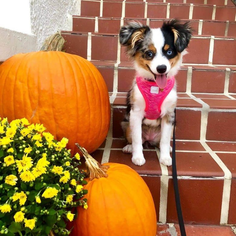 15 Funny Halloween Costumes for Australian Shepherds The Dogman