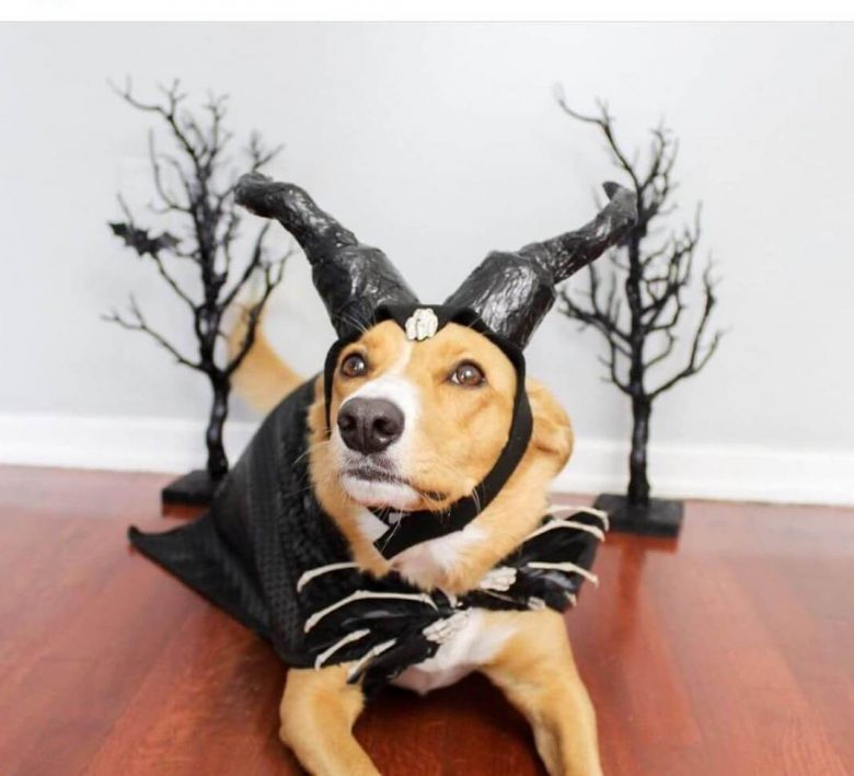 15 Costumes That Prove Beagles Always Win At Halloween The Dogman
